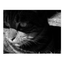 Puddy Cat Postcards 2