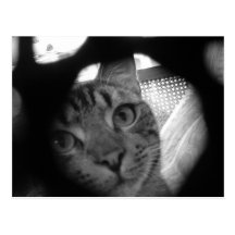 Puddy Cat Postcards 3