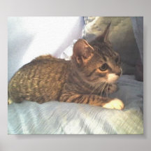 PUDDY CAT POSTER