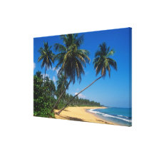Puerto Rico, Isla Verde, palm trees. Gallery Wrapped Canvas