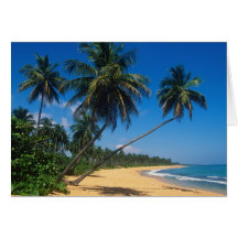 Puerto Rico, Isla Verde, palm trees. Cards