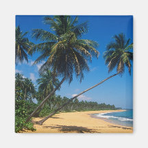 Puerto Rico, Isla Verde, palm trees. Fridge Magnet