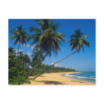 Puerto Rico, Isla Verde, palm trees. Postcard