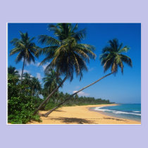 Puerto Rico, Isla Verde, palm trees. postcards