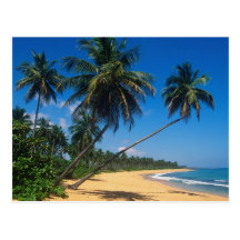 Puerto Rico, Isla Verde, palm trees. Postcard