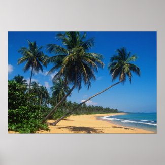 Puerto Rico, Isla Verde, palm trees. Print