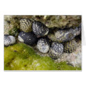 Puerto Rico Sea Shells +  Moss [CARD]