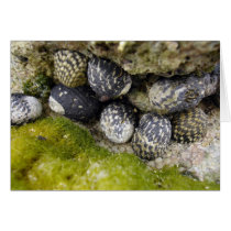 Puerto Rico Sea Shells +  Moss [CARD]