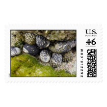 Puerto Rico Sea Shells + Moss [STAMP]