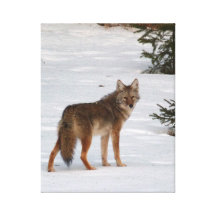 Puesto de observación del coyote impresiones de lienzo
