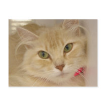 Puff postcards by okcshelter Puff postcards