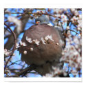 Puffed up wood pigeon posters