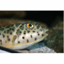 puffer fish facing right yellow eye.jpg cut outs