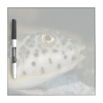 puffer fish facing right yellow eye.jpg dry erase boards