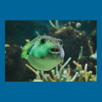 Puffer Fish posters