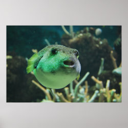 Puffer Fish print