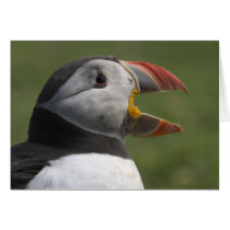 Puffin Calling. Card by cARTerART