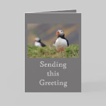 Puffin cards by Welshpixels Puffin cards
