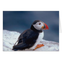 Puffin Greeting Cards