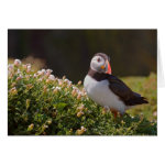 Puffin Skomer Island UK Greeting Card