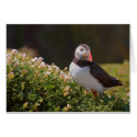 puffin cards