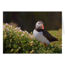 puffin cards