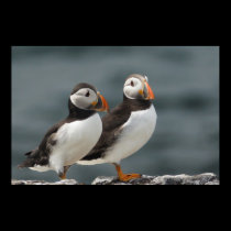 Puffin Duo posters