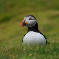 Puffin  E photo sculptures
