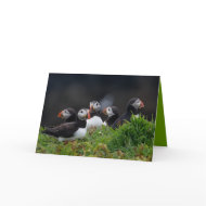 Puffin Gang card
