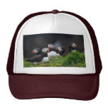 Puffin Gang Hat