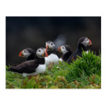 Puffin Gang Postcard