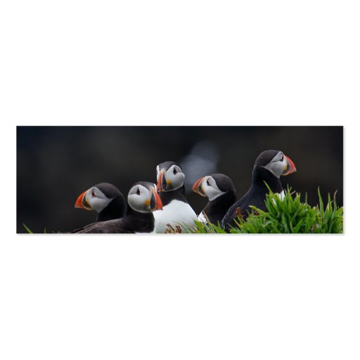 Puffin Gang Profile Card Business Card Template (front side)