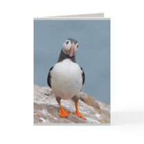 Puffin Greeting Cards