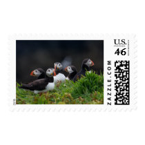 Puffin  H postage