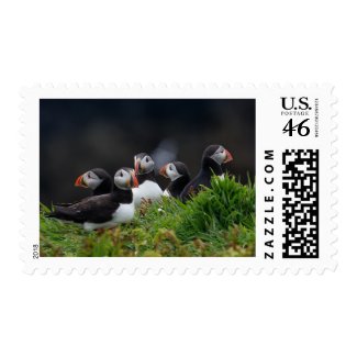 Puffin H stamp