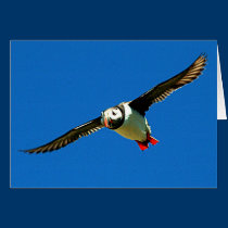 Puffin in flight cards