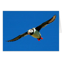 Puffin in flight