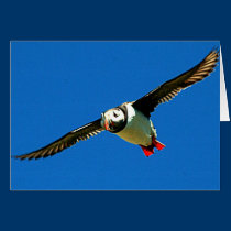 Puffin in flight cards