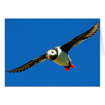 Puffin in flight