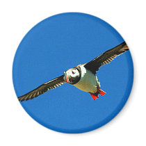 Puffin in flight magnet