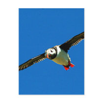 Puffin in flight post card