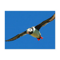 Puffin in flight