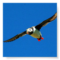 Puffin in Flight
