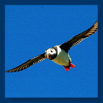 Puffin in Flight posters
