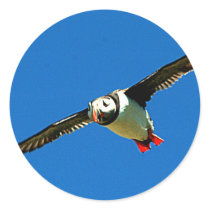 Puffin in flight round sticker