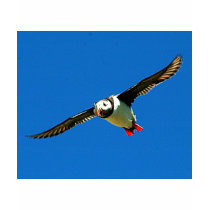 Puffin in flight t shirt
