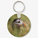 Puffin  J