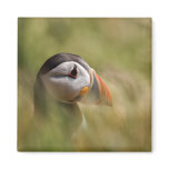 Puffin  J