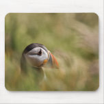 Puffin  J