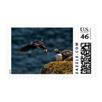 Puffin  L postage